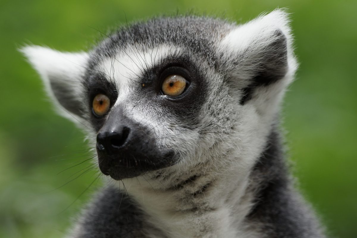 Thabo_Katta_Zoo_Salzburg